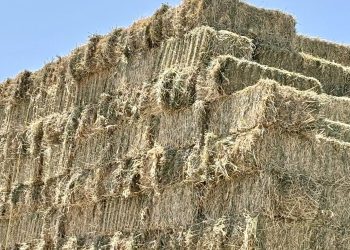 Inicia Gobierno Estatal primer corte de la segunda etapa producción de forraje en vivero de Comondú