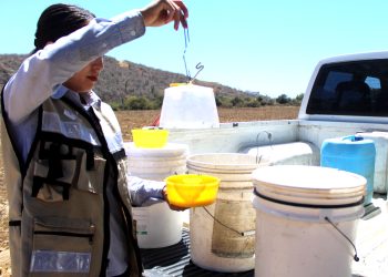 Refuerza Gobierno Estatal acciones para mantener zona libre de mosca de la fruta