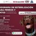 LLAMA ALCALDESA PAZ OCHOA A LA TENENCIA RESPONSABLE DE MASCOTAS CON LA NUEVA JORNADA DE ESTERILIZACIÓN GRATUITA EN LORETO