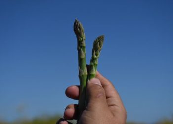 Mantiene BCS el segundo lugar nacional en producción de espárrago y genera 20 mil empleos