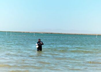 Determina COEPRIS condición sin riesgo sanitario en bahía de La Paz
