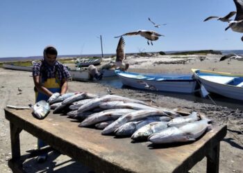 Convoca SEPADA a integrarse al seguro de vida pesquero y acuícola