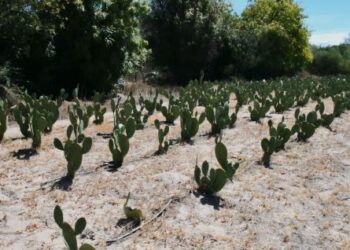 Impulsa SEPADA acciones que fortalecen la ganadería sudcaliforniana