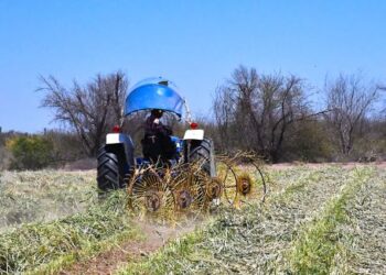 Proyecta Vivero del Valle de Santo Domingo 3 mil 500 pacas de forraje en 2026
