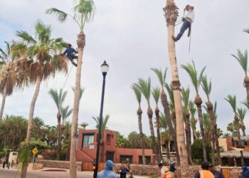 REALIZA ZOFEMAT TRABAJOS DE MANTENIMIENTO EN PALMERAS DEL MALECÓN DE LORETO