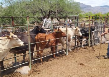 ARRANCAN GOBIERNO DE LORETO Y CEFPP-BCS BARRIDO SANITARIO CONTRA LA TUBERCULOSIS BOVINA