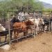 ARRANCAN GOBIERNO DE LORETO Y CEFPP-BCS BARRIDO SANITARIO CONTRA LA TUBERCULOSIS BOVINA