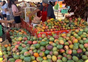 Gobierno Municipal de La Paz invita a celebrar el XVII Festival del Mango en Todos Santos