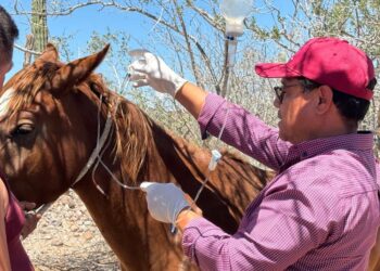 Productores pecuarios de La Paz reciben apoyos gratuitos de medicina veterinaria